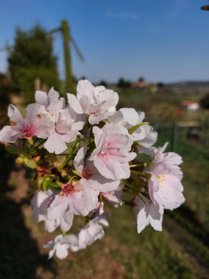 לינה וארוחת בוקר Grumolo Pedemonte La Collina Delle Acacie מראה חיצוני תמונה