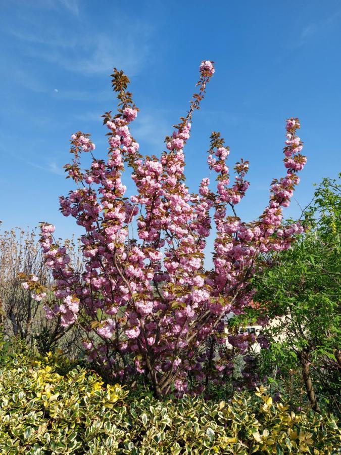 לינה וארוחת בוקר Grumolo Pedemonte La Collina Delle Acacie מראה חיצוני תמונה